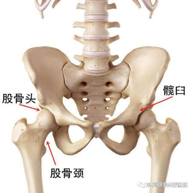 成人先天性髖關(guān)節(jié)脫位 怎么治？