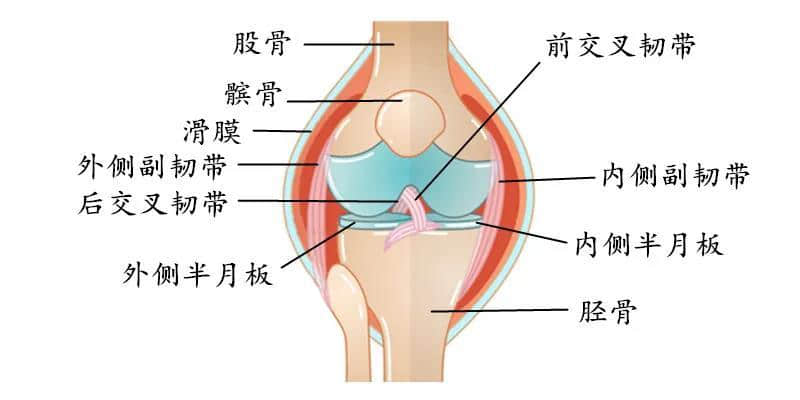 膝蓋不同部位疼是什么?。刻弁纯漆t(yī)生告訴您
