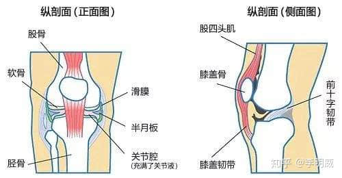 拍片子顯示髕骨軟化了，髕骨在哪里？