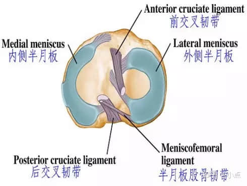 半月板損傷怎么辦？